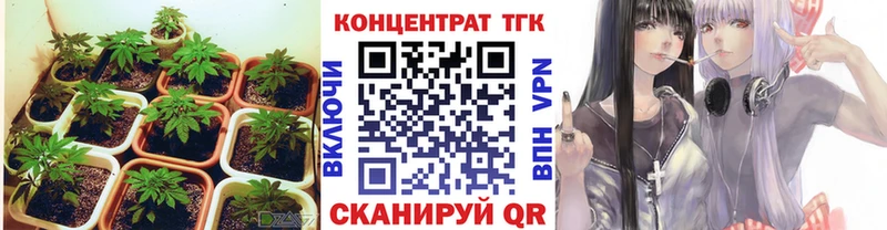 omg сайт  Котово  ТГК концентрат 